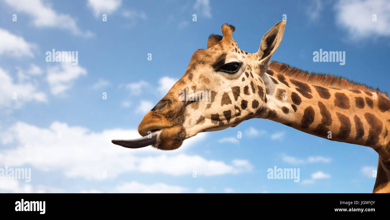 Giraffe mit Zunge Stockfoto