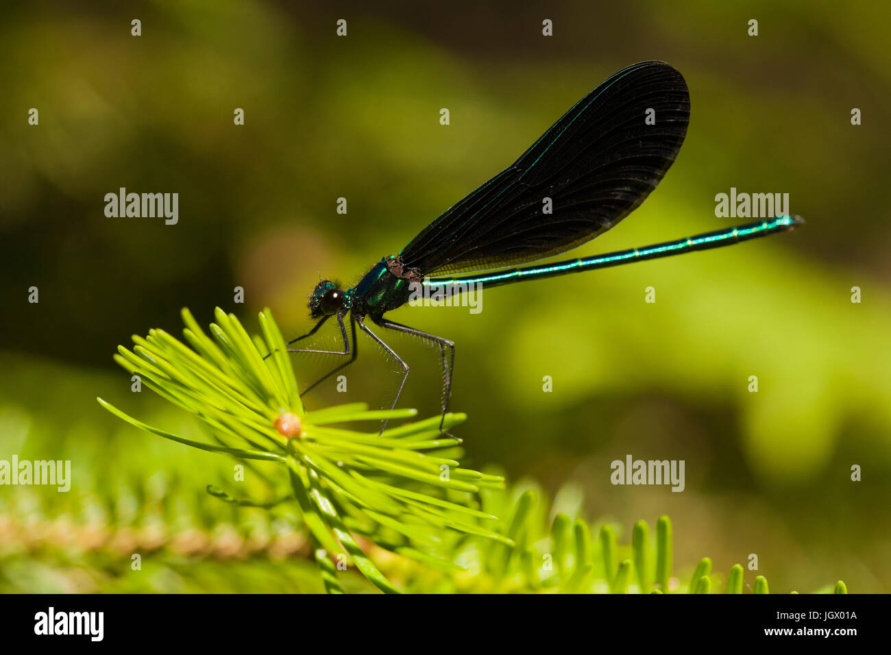 Männliche Ebenholz Jewelwing Damselfly (Calopteryx Maculata) ruht auf einer Tanne Zweig. Gleitaar Damselfly vor einem verschwommenen Hintergrund isoliert. Stockfoto