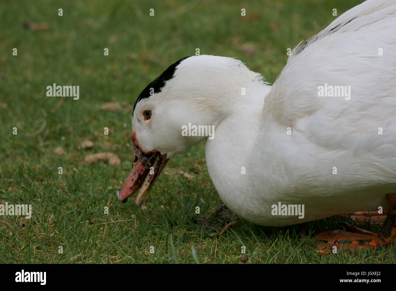 Mulard ente Fotos und Bildmaterial in hoher Auflösung Alamy