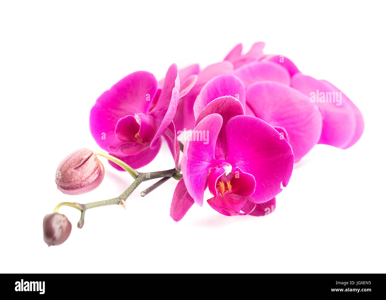 Nahaufnahme von Pink Orchid Stockfoto