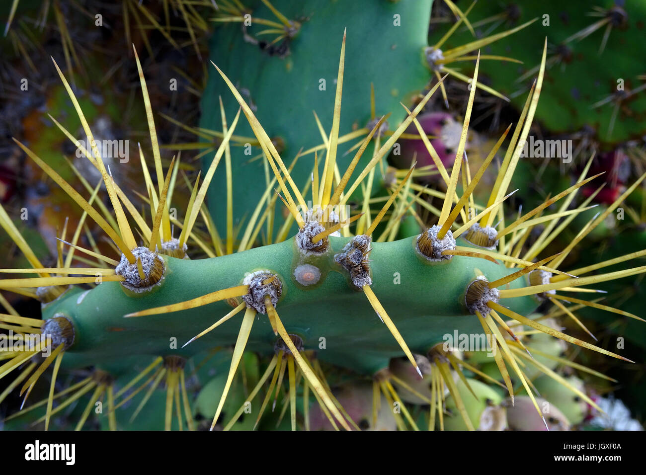 Stacheln vom Feigen - Kaktus (Opuntia ficus Indica, Opuntia ficus-barbarica), La Geria, Lanzarote, Kanarische Inseln, Europa | Stiche von Kakteen, stachelige Stockfoto