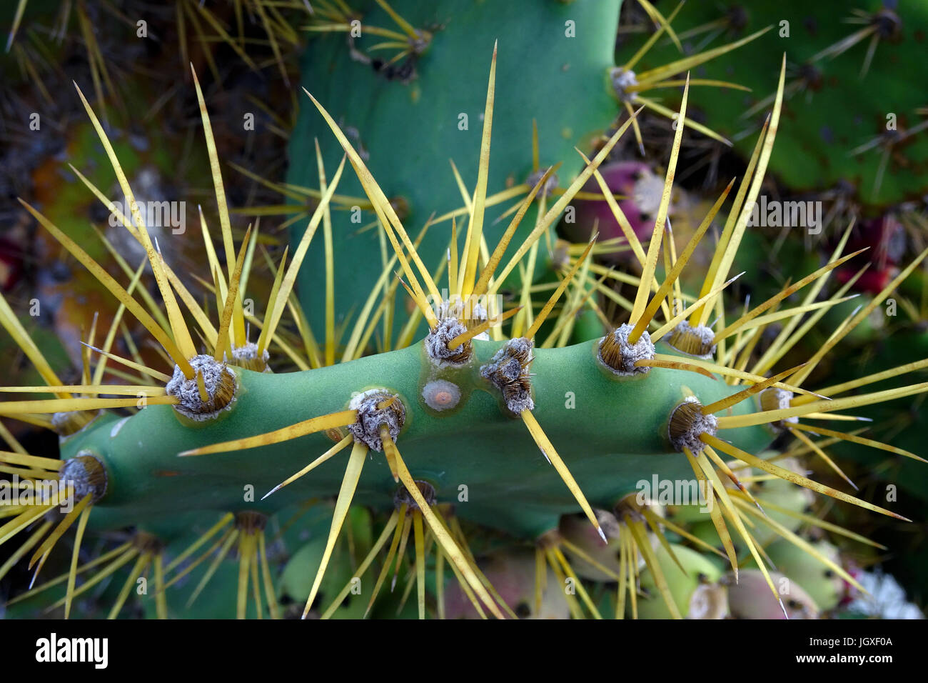 Stacheln vom Feigen - Kaktus (Opuntia ficus Indica, Opuntia  ficus-barbarica), La Geria, Lanzarote, Kanarische Inseln, Europa | Stiche  von Kakteen, stachelige Stockfotografie - Alamy