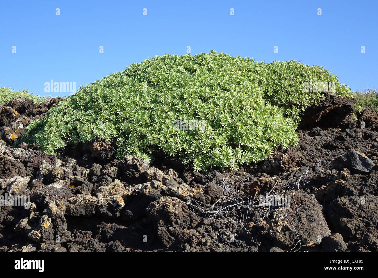 Tabaibastraeucher wachsen in einem Lavafeld, tabaiba Dulce, Balsam - Wolfsmilch (Euphorbia balsamifera), kuestenvegetation bei El Golfo, Lanzarote, kan Stockfoto