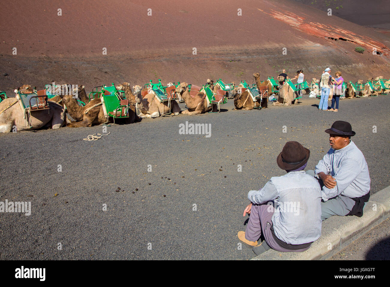 Kamelfuehrer und Dromedare rasten, einhoeckriges Kamel (camelus dromedarius) im Nationalpark Timanfaya, Lanzarote, Kanarische Inseln, Europa | ruhen Stockfoto