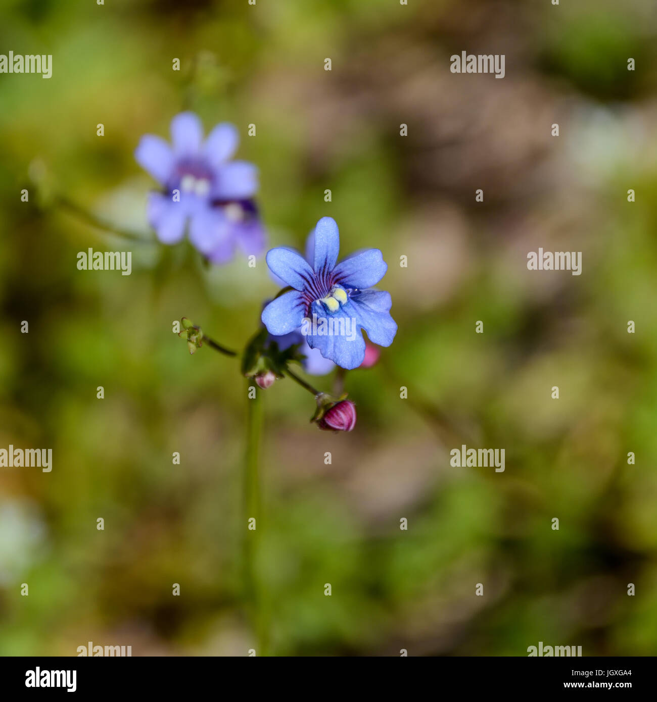 Nemesia versicolor Blumen in Southern Cape, South Africa Stockfoto