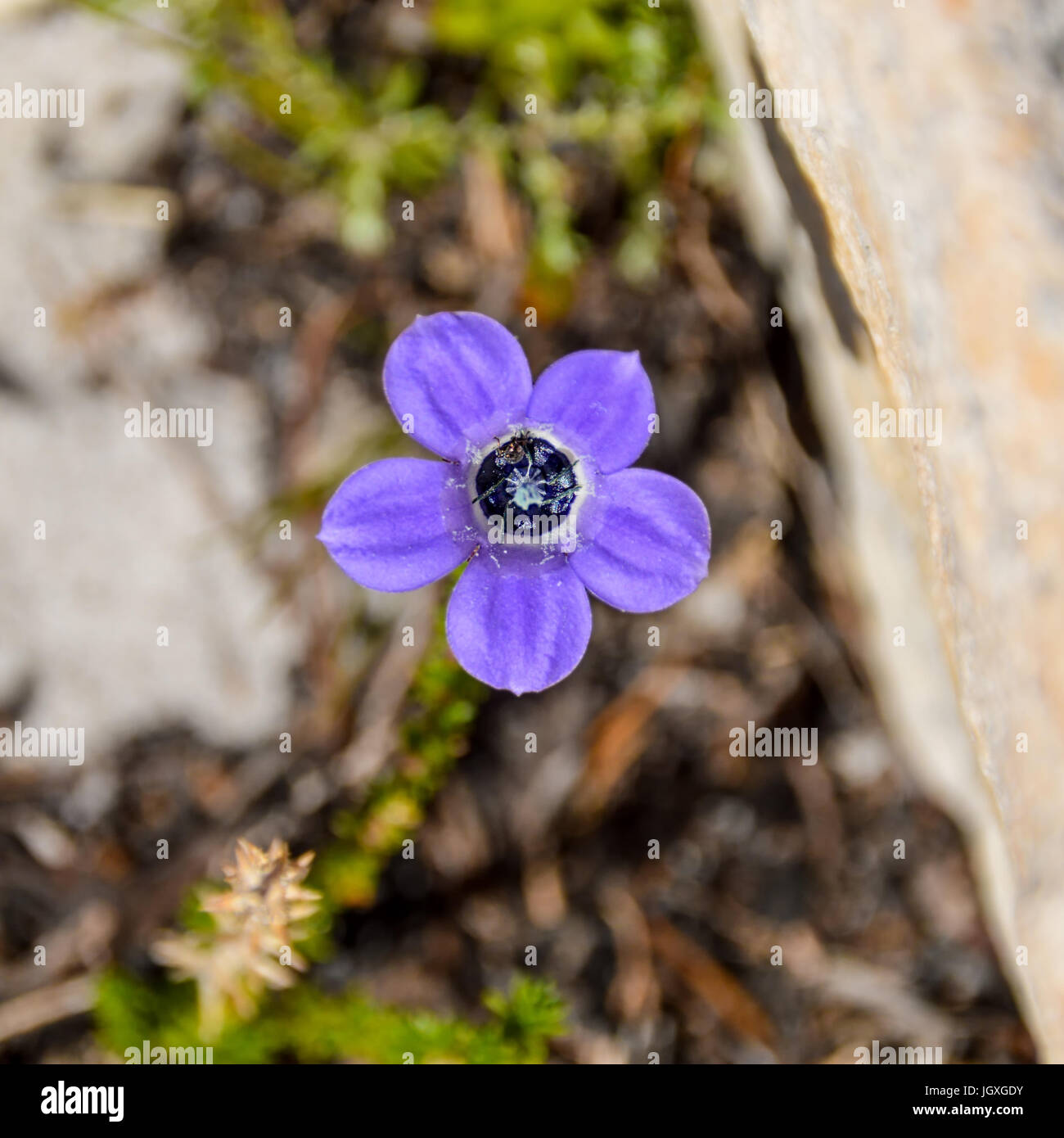Roella Triflora Blume in Southern Cape, South Africa Stockfoto