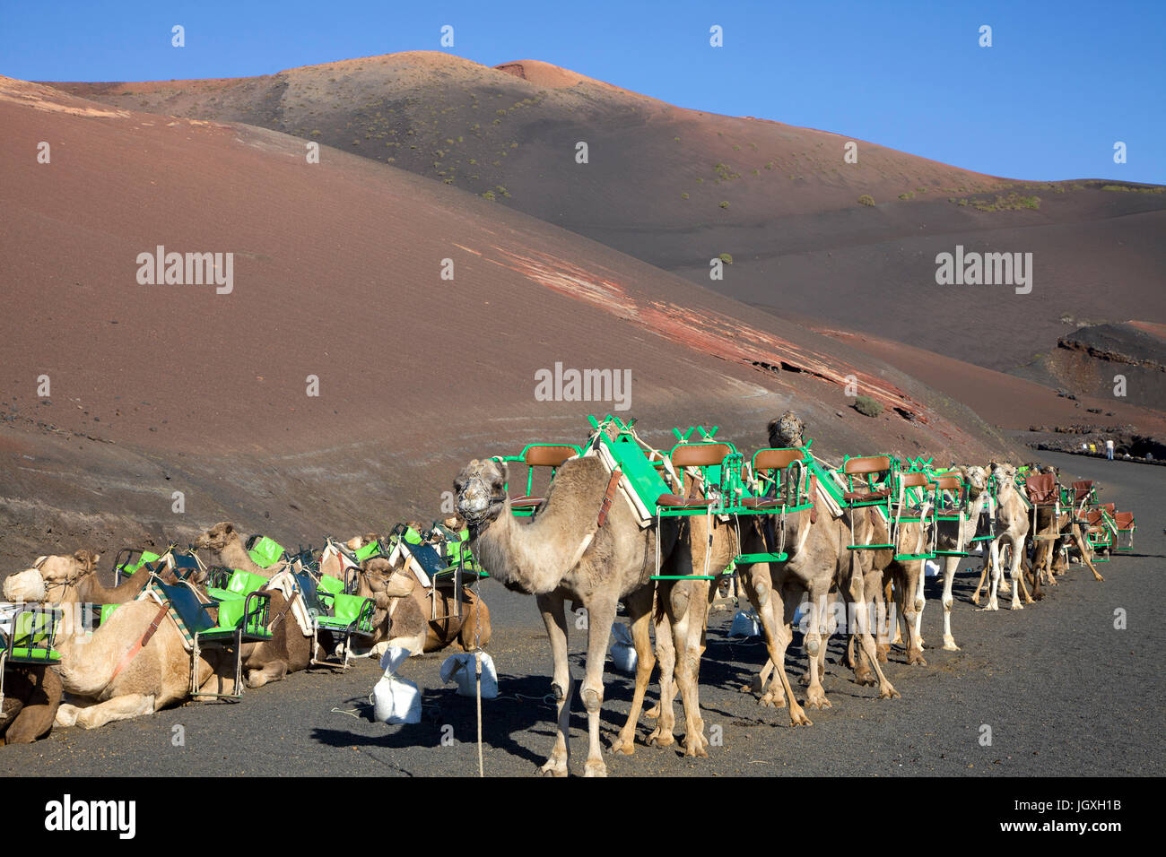 Rastende Dromedare, einhoeckriges Kamel (camelus dromedarius) im Nationalpark Timanfaya, Lanzarote, Kanarische Inseln, Europa | ruhenden Dromedare, c Stockfoto