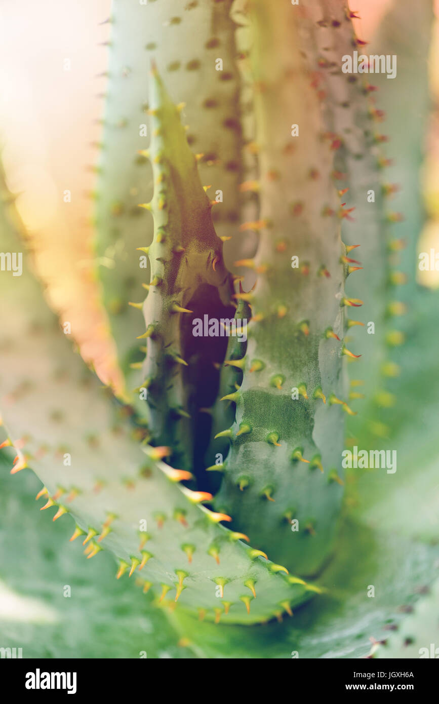 Aloe Sukkulente mit Sonne Schein - botanische Hintergründe Stockfoto