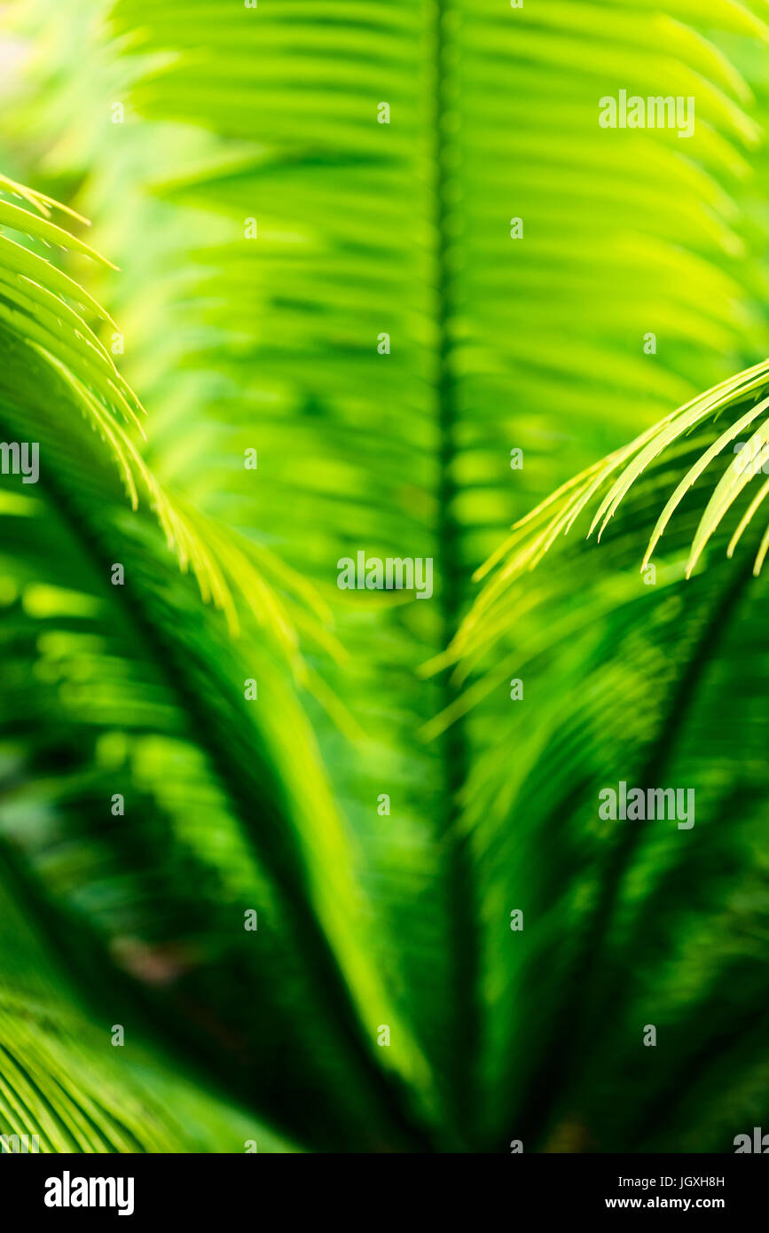 tropischer Palmen Blätter Nahaufnahme - botanische Hintergründe Stockfoto