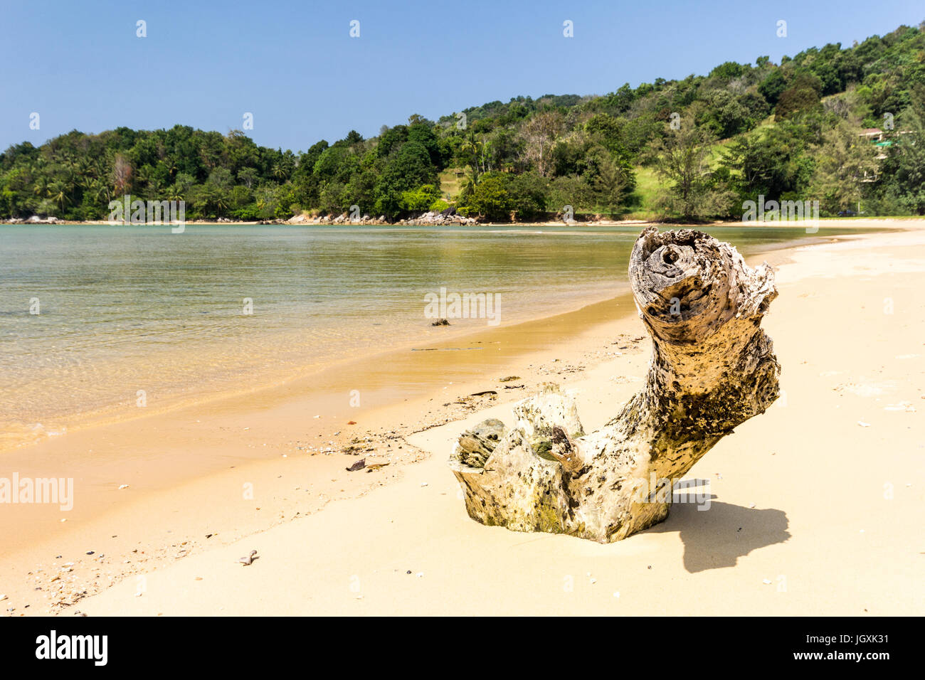 Treibholz am Whote Sand Strand von Layan, Bang Tao Bay, Phuket, Thaiand Stockfoto