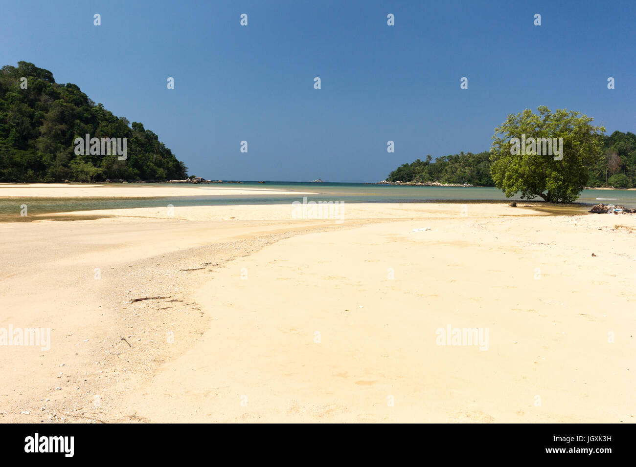 Mangroven-Baum auf den weißen Sandstrand am Layan, Bang Tao Bay, Phuket, Thaiand Stockfoto