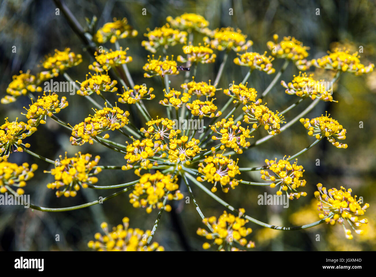 Foeniculum Vulgare 'Purpureum'. Lila Fenchel, gelbe Blüten Stockfoto