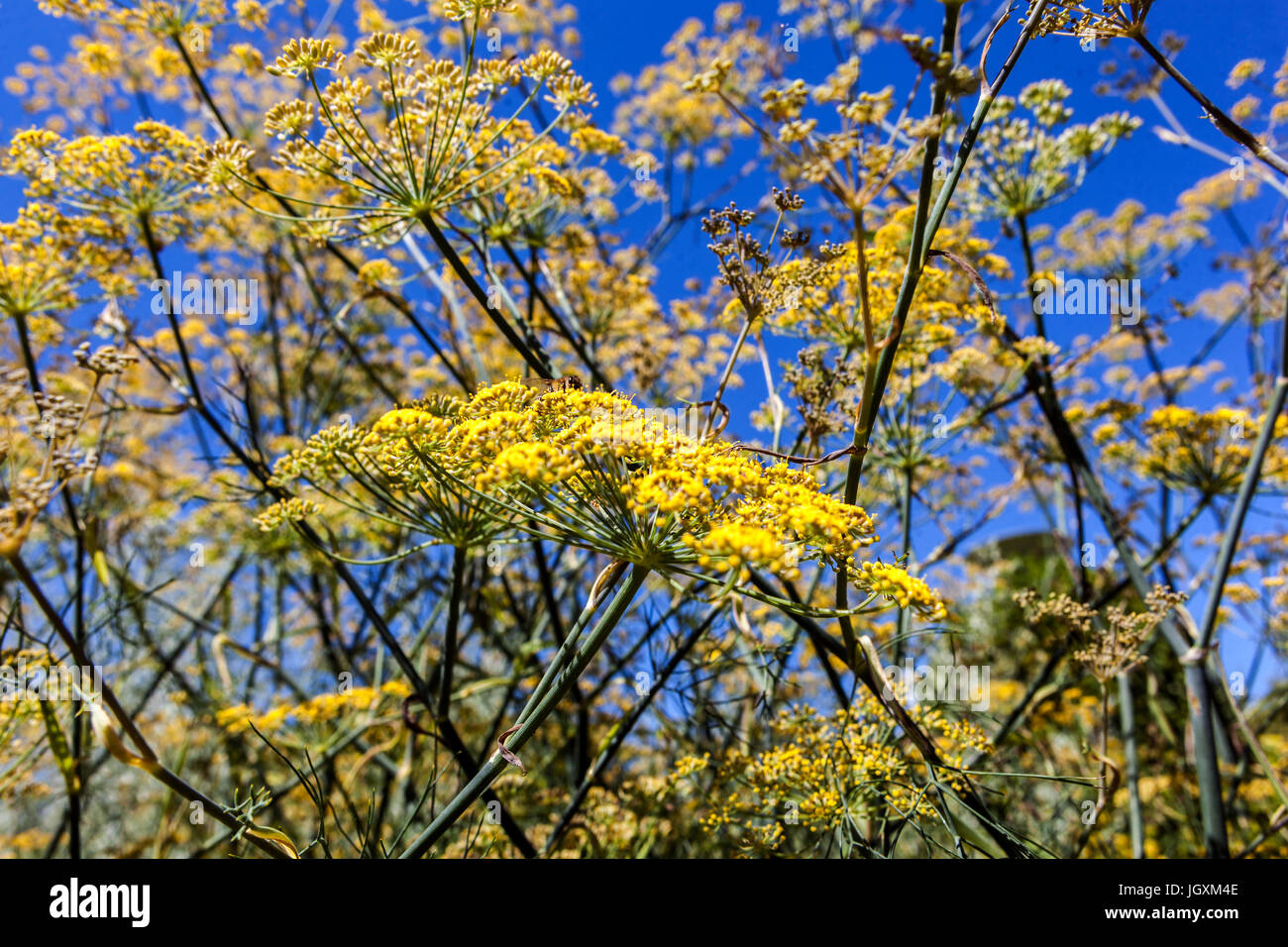 Foeniculum vulgare 'Purpureum'. Lila Fenchel gelbe Blumen Garten Kräuter Himmel Stockfoto