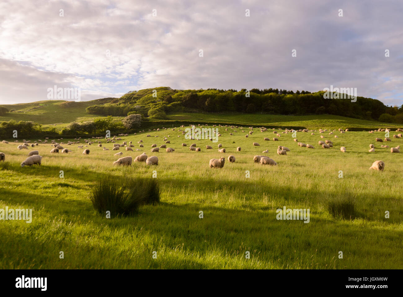 Schafe weiden in einem Feld oberhalb Abbotsbury in West Dorset, England, UK Stockfoto