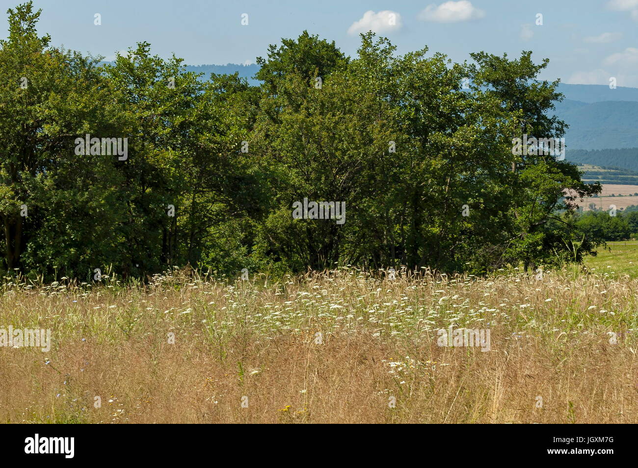 Wunderschöne Landschaft des Sommer-Natur mit Glade, duftende Blüte Wildblumen und Wald, zentralen Balkangebirges, Stara Planina, Bulgarien Stockfoto