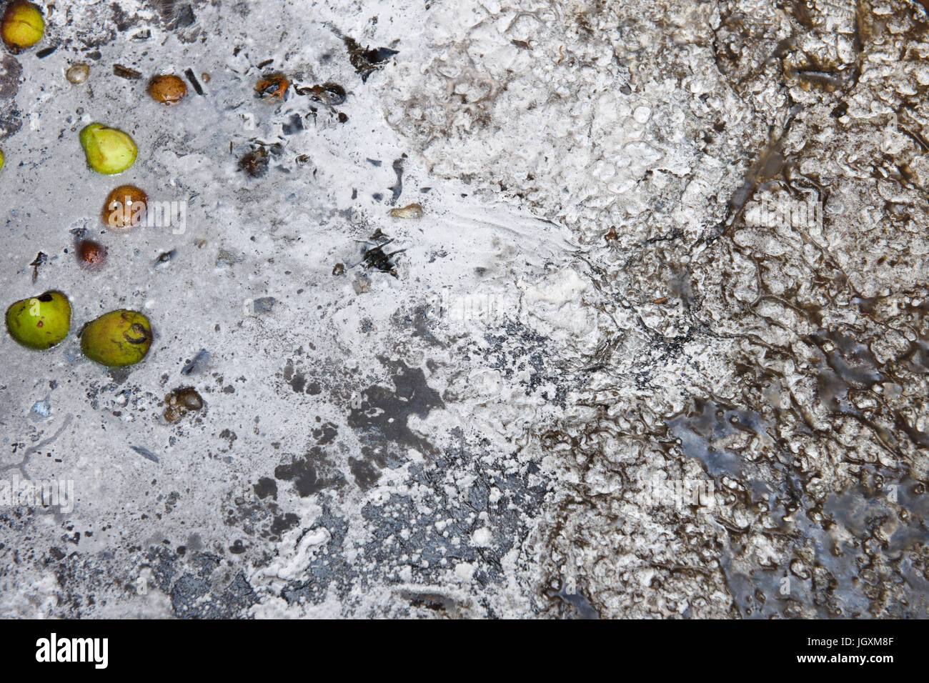 Eine Schicht von Grauschimmel gebildet auf der Wasseroberfläche eines Lagerplatzes verwendet, um mehrjährige Garten Unkräuter zu ertränken. Alternative Methode des Entledigens mehrjährige Unkräuter. Stockfoto