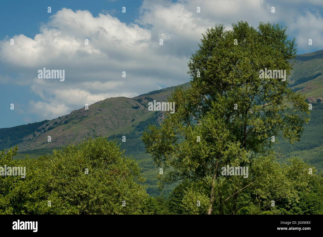 Majestätische Berggipfel, bewachsen mit Nadelwald, Tal und Grass Lichtung, zentrale Planina-Gebirges Stara Planina, Bulgarien Stockfoto