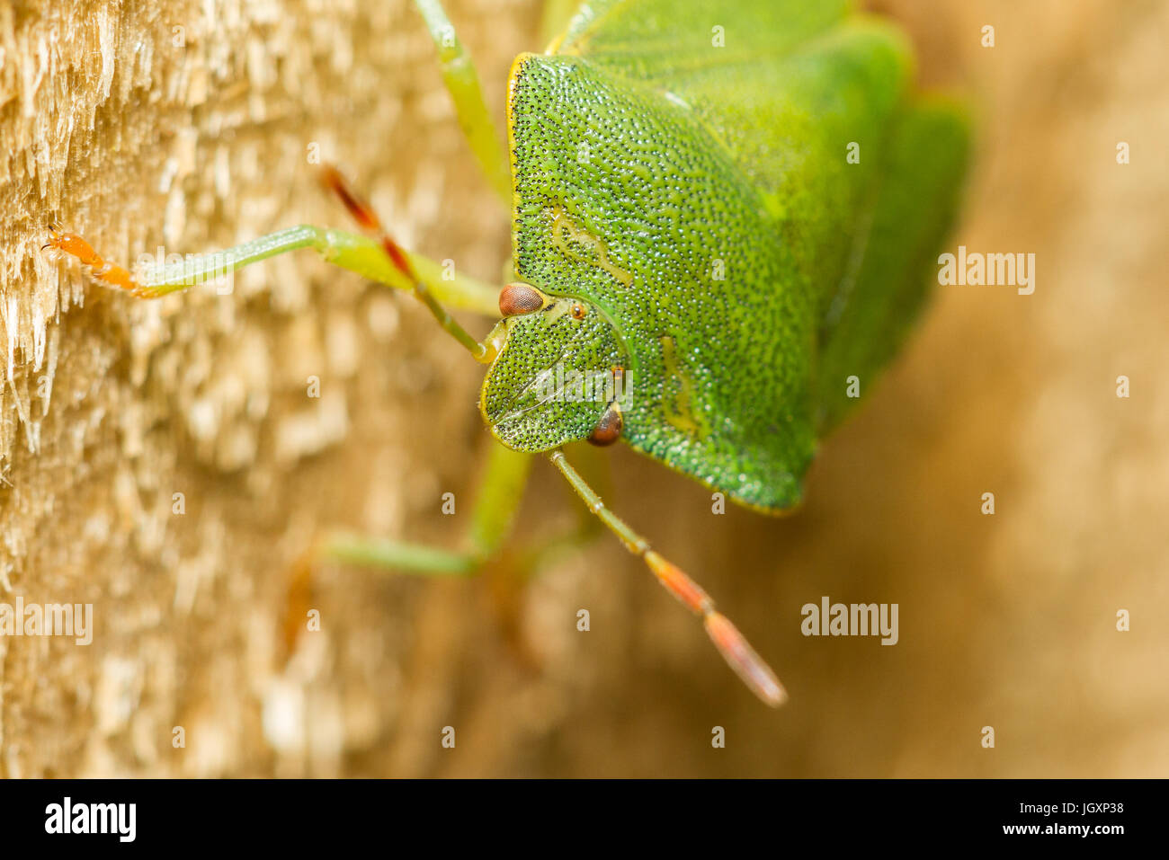 Neugierig Green Shield Beetle sitzen auf einer Anlage Stockfoto