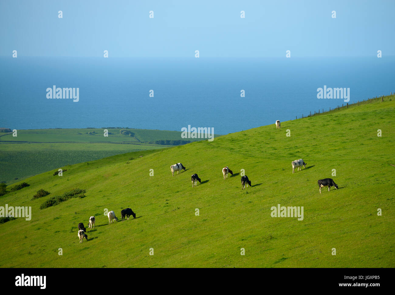 Kühe grasen auf ein Feld in eine hügelige Landschaft in West Dorset in der Nähe von Abbotsbury, England, UK Stockfoto
