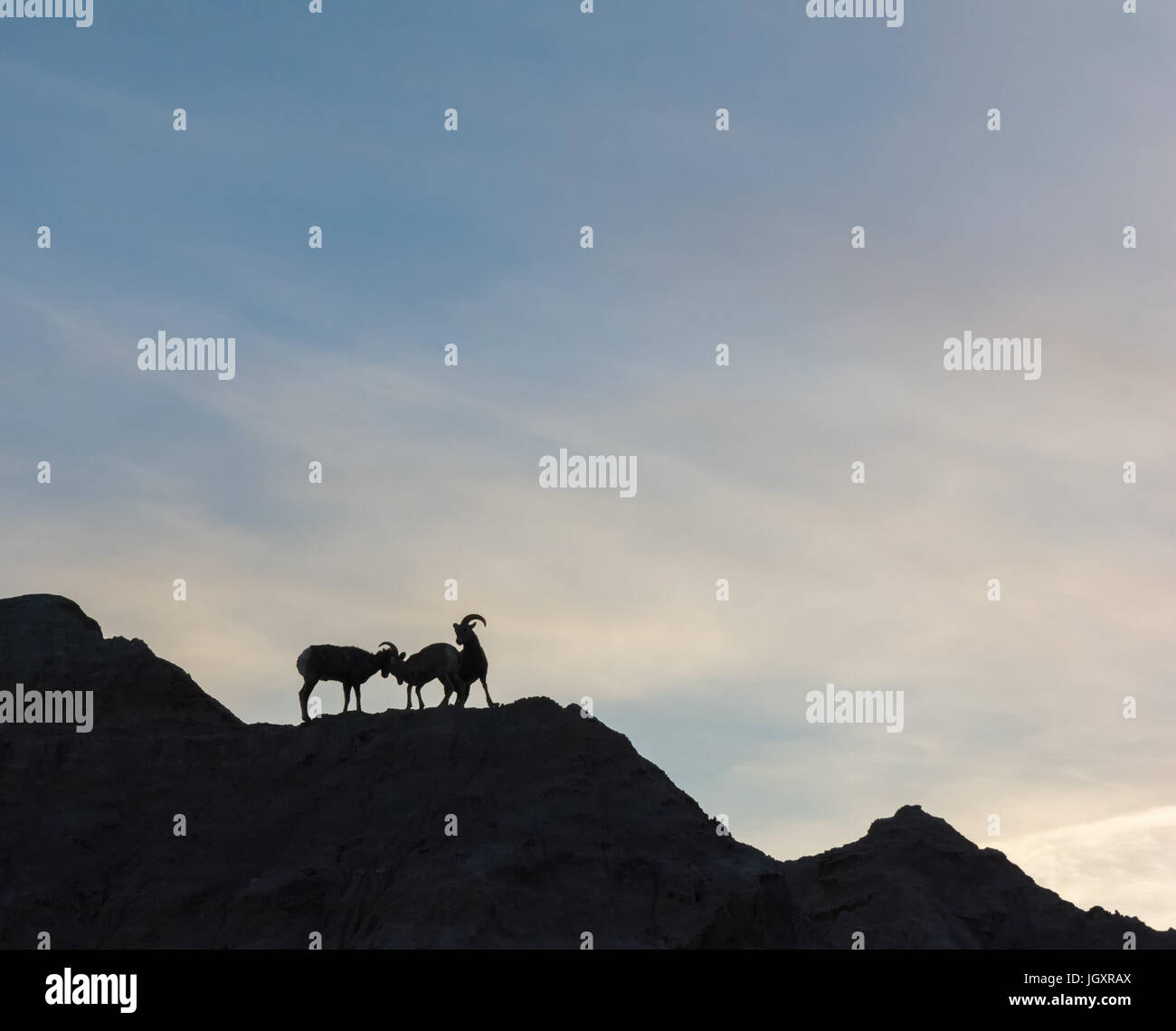 Drei Big Horn Schafe sind Sihouetted gegen einen hellen Himmel auf einem Bergrücken stehend. Stockfoto