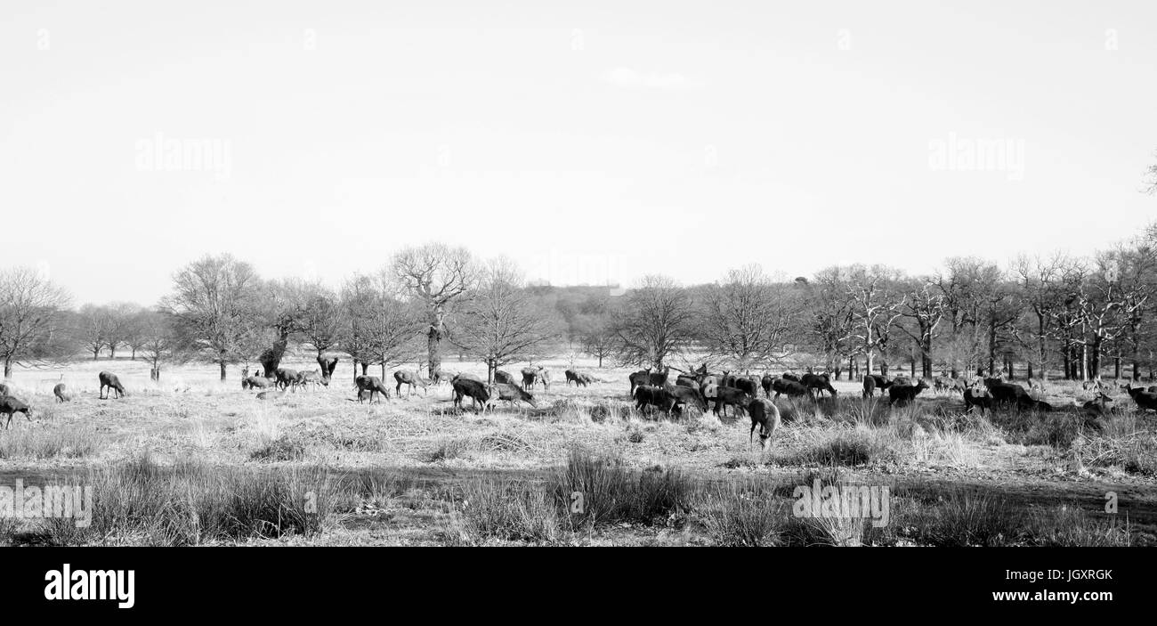 Gruppe von Hirschen im Richmond Park. Richmond Park ist berühmt für mehr als sechs hundert rote Damwild und es ist der größte Park der königlichen Parks in Lon Stockfoto