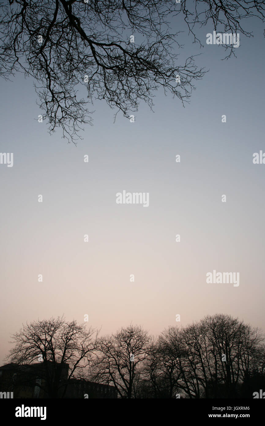 Baum-Silhouette in das Abendrot Stockfoto