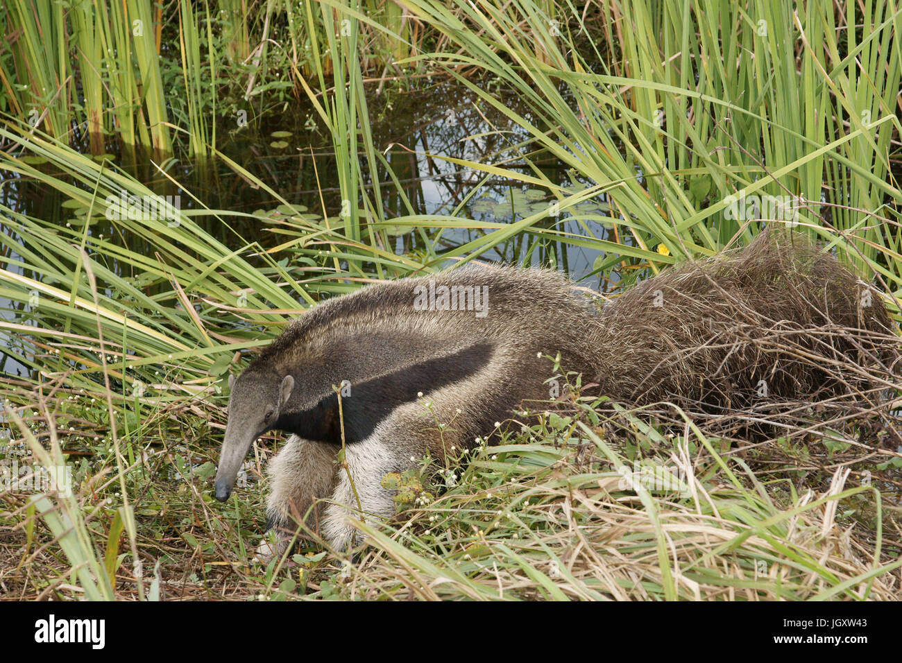 Tier, Ameisenbär, Pantanal, Mato Grosso Do Sul, Brasilien Stockfoto