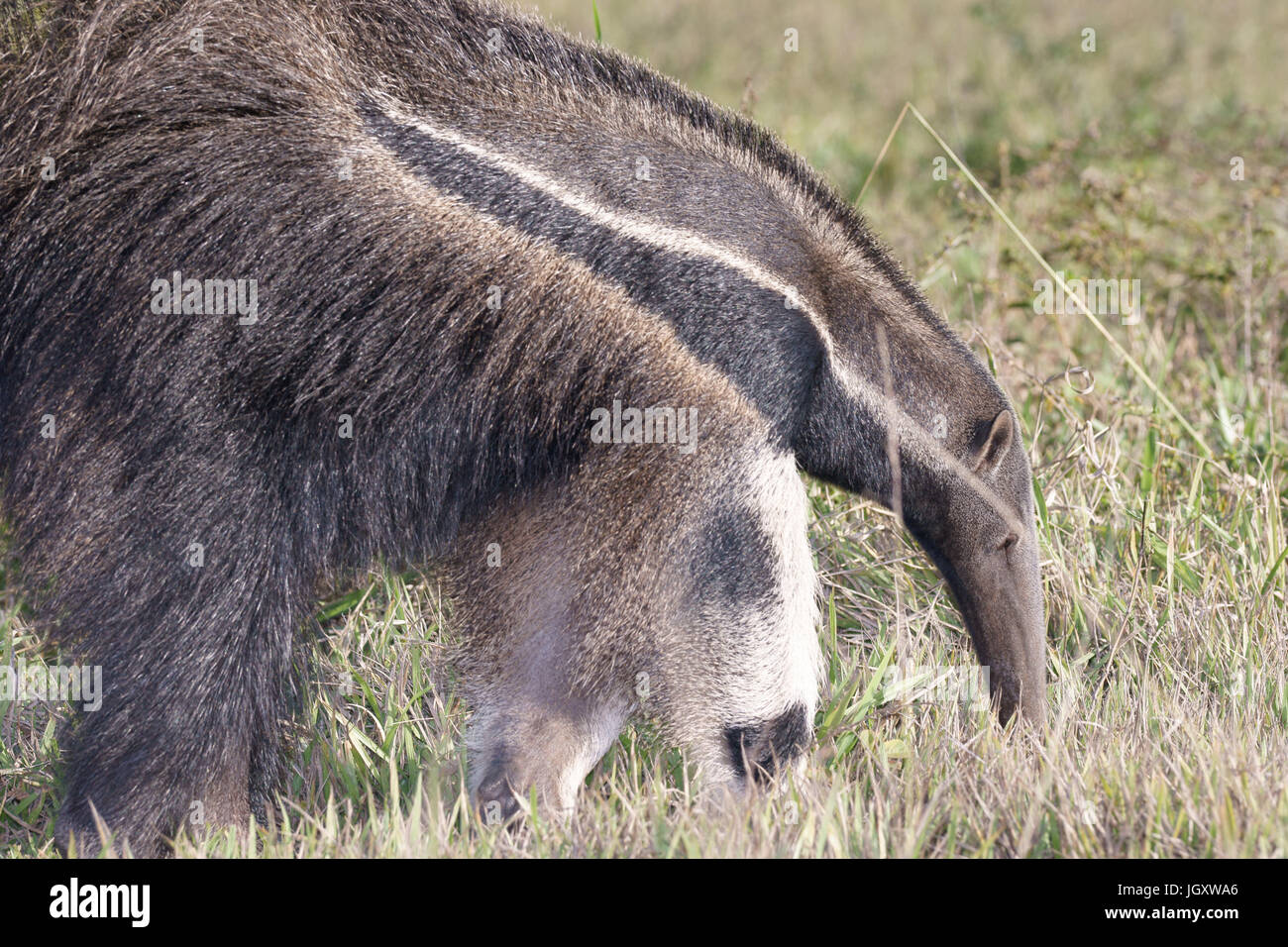 Tier, Ameisenbär, Pantanal, Mato Grosso Do Sul, Brasilien Stockfoto