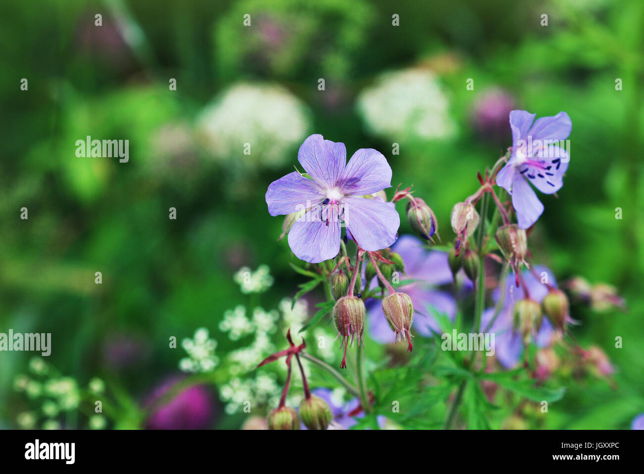 Blaue Geranium Pratense Blume. Geranium Pratense, bekannt als die Wiese des Krans-Rechnung oder Wiese Geranie Stockfoto