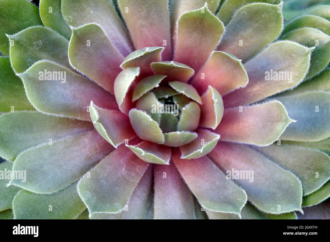 Nahaufnahme der saftigen sempervivum- oder Hauseleek-Pflanzenrosette, auch bekannt als Hausleek-Pflanzen Stockfoto