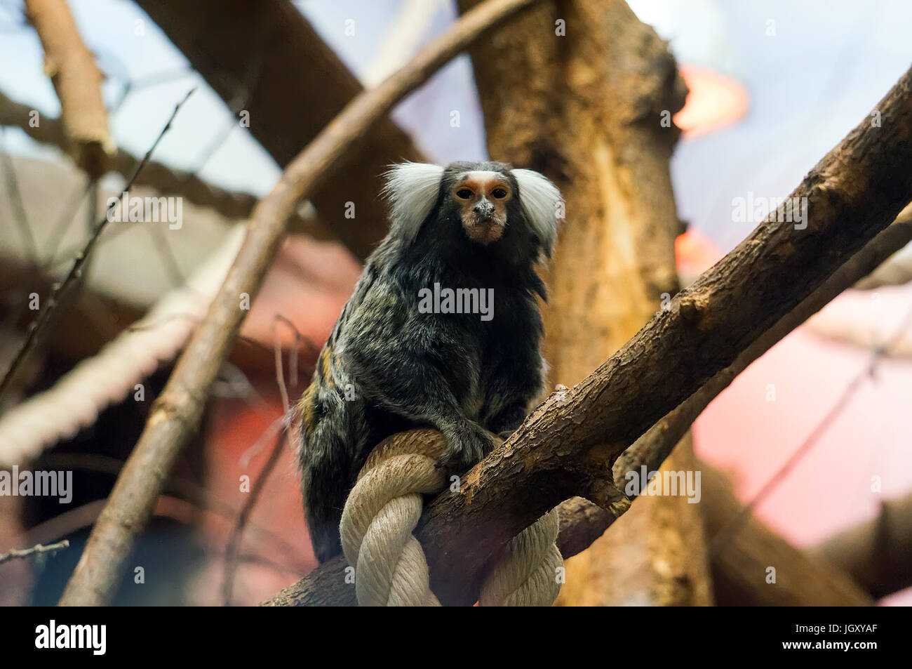 Geoffroy Marmoset - Affe sitzt am Seil. Marmoset, Affe in das rote Buch aufgeführt. Stockfoto