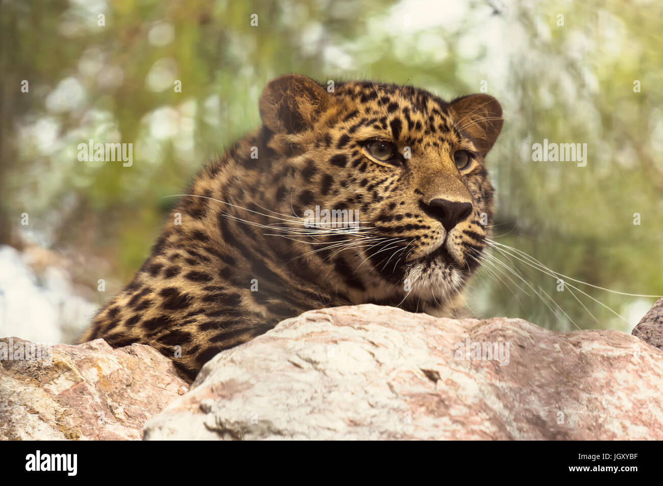 Amur-Leopard auf einem Felsen sitzen. Die fernöstliche Leopard in das rote Buch eingetragen sind. Stockfoto