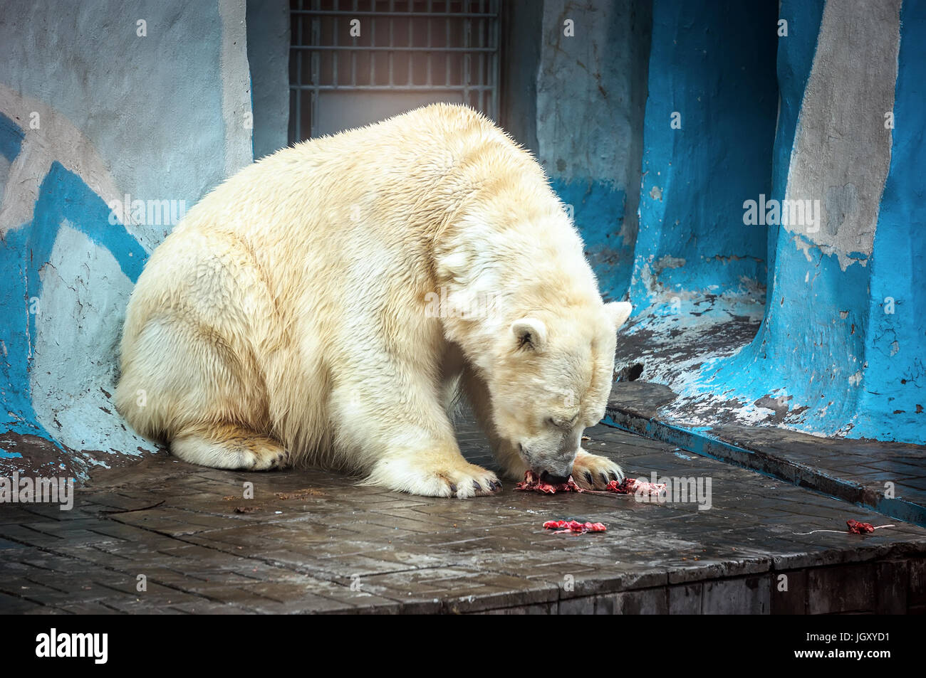 Ein Eisbären bereinigt sein blutiges Gesicht und Körper nach töten und Essen den Speck ein Stacheldraht Siegel in einem abgelegenen Fjord in Nordirland. Stockfoto