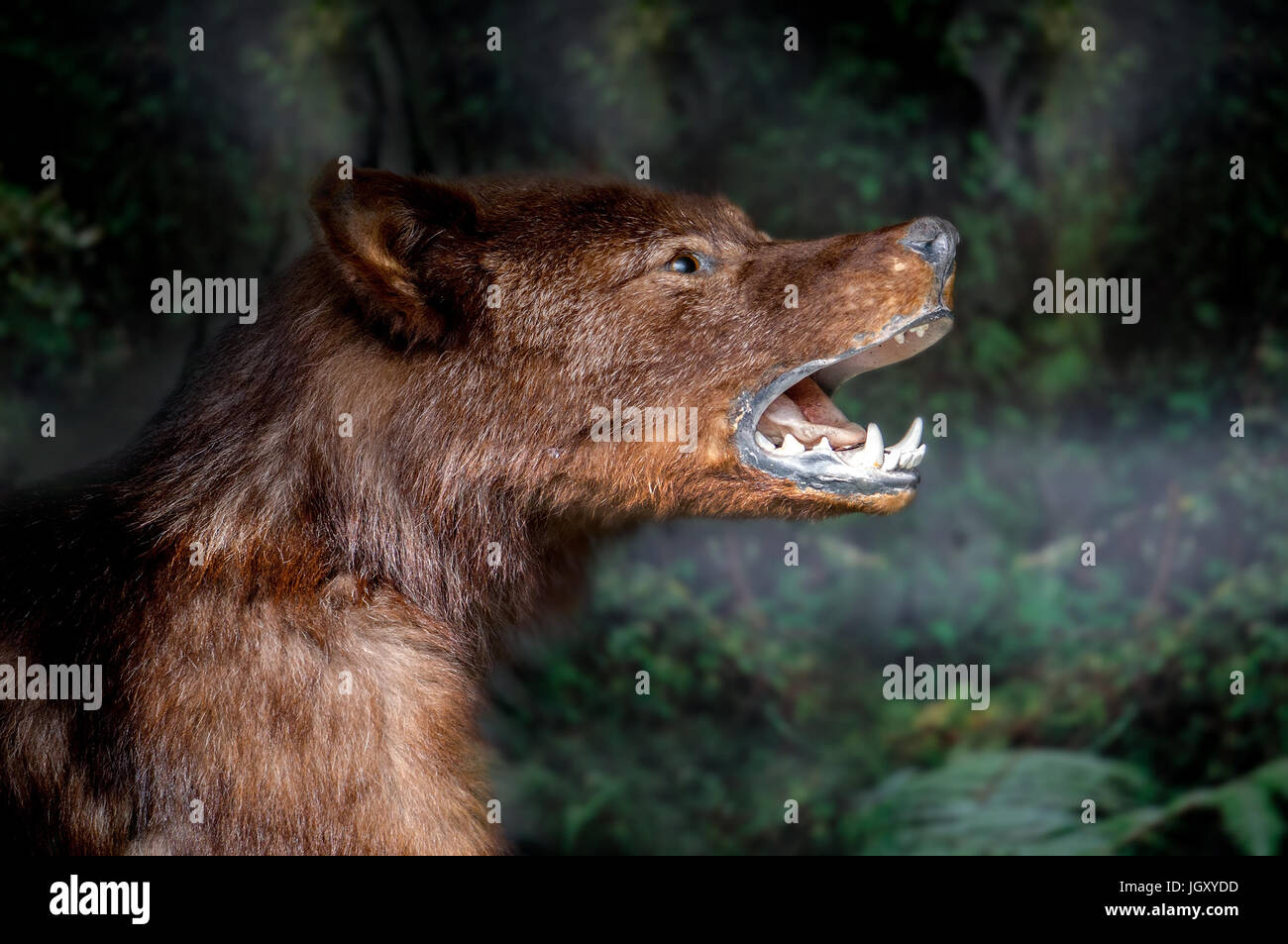 Fang der Wolf Nahaufnahme. Unheimlich wilde Tiere hautnah. Stockfoto