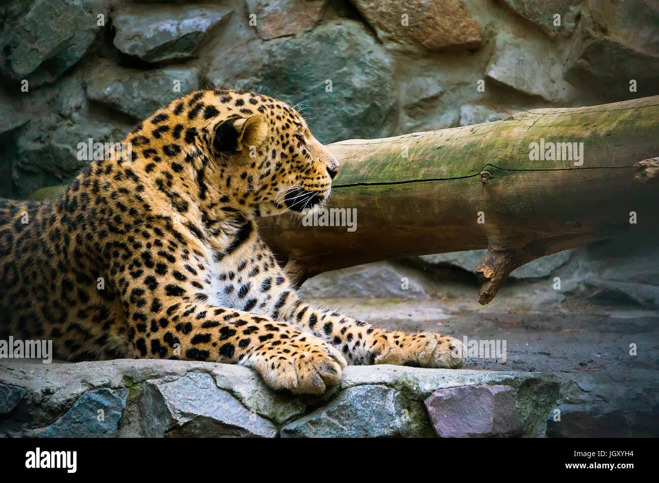 Leopard auf dem Felsen. Fernöstliche Leopard ist eine fleischfressende Säugetier der Familie Felidae, einer Unterart des Leoparden. Zur Zeit der Amur-leopard Stockfoto