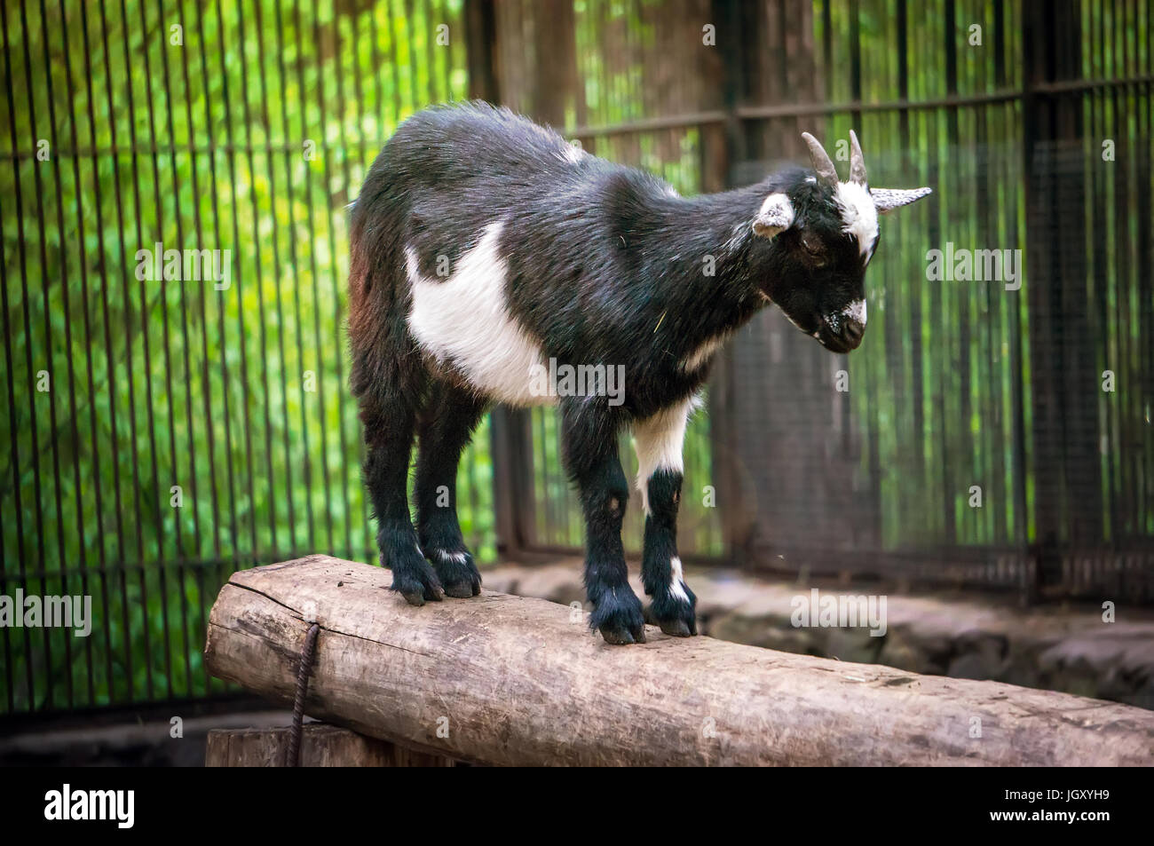 Süße schwarze und weiße Zicklein im zoo Stockfoto