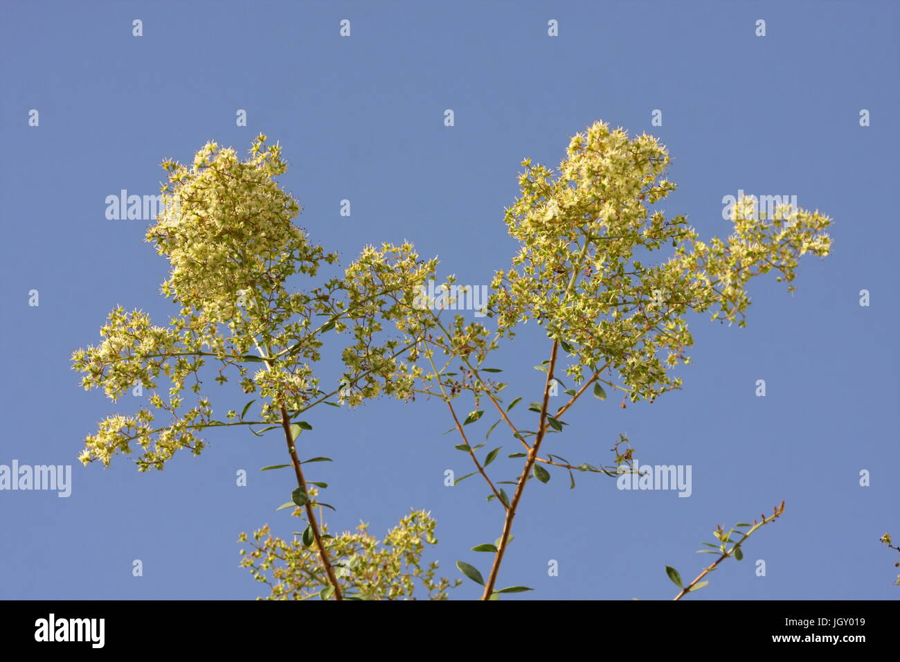 Blühende Zweige des Baumes Henna (Lawsonia Inermis), Königreich von Bahrain Stockfoto