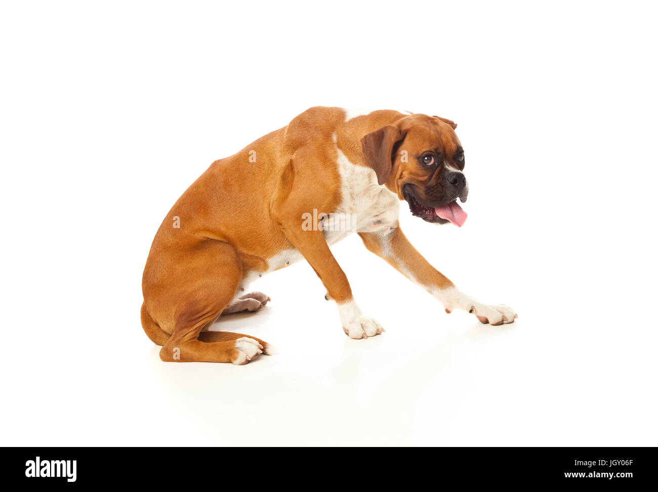 Schöne Boxer Hund immer bereit, liegen isoliert auf weißem Hintergrund Stockfoto