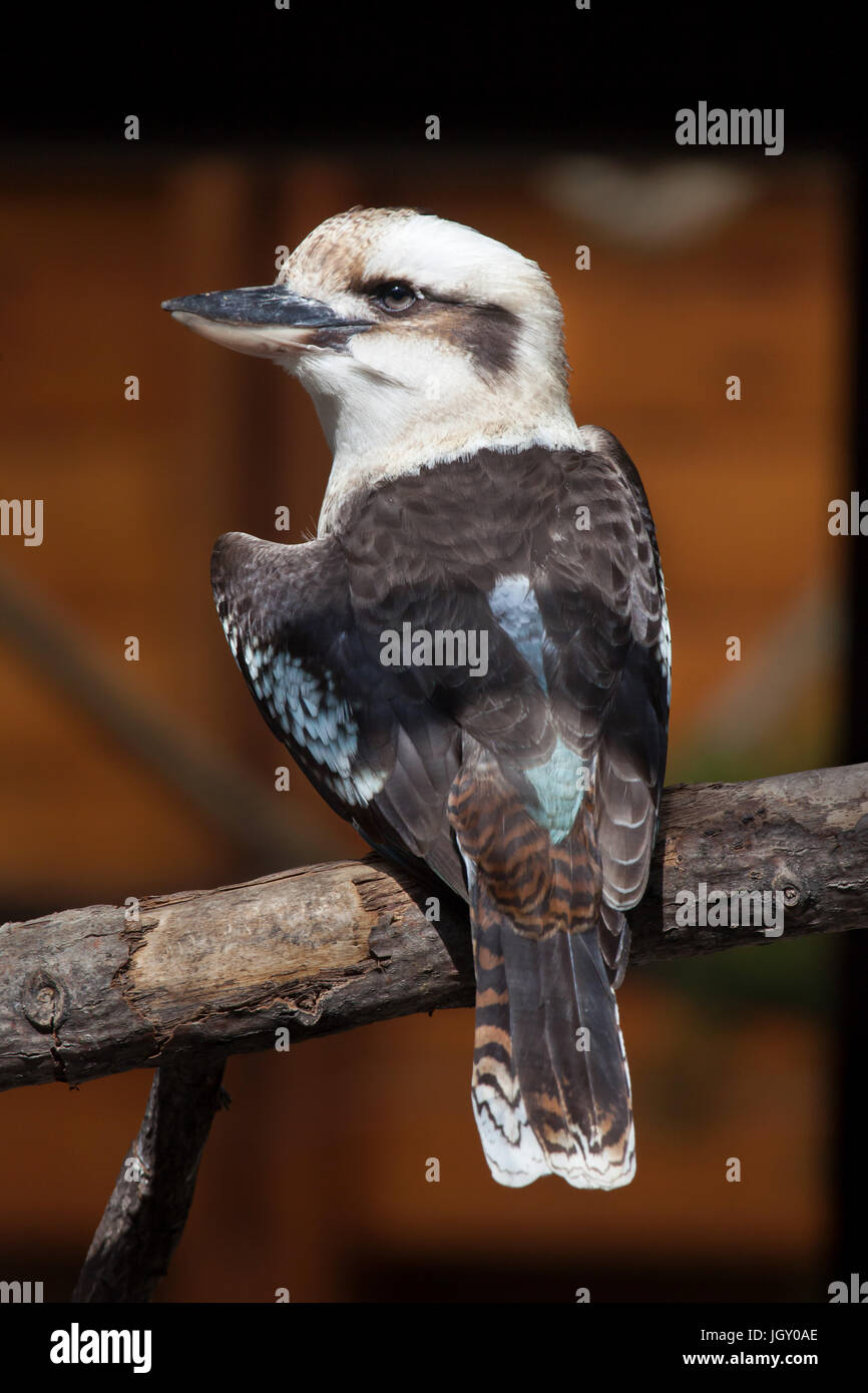 Lachende Kookaburra (Dacelo Novaeguineae). Tier, wildes Leben. Stockfoto