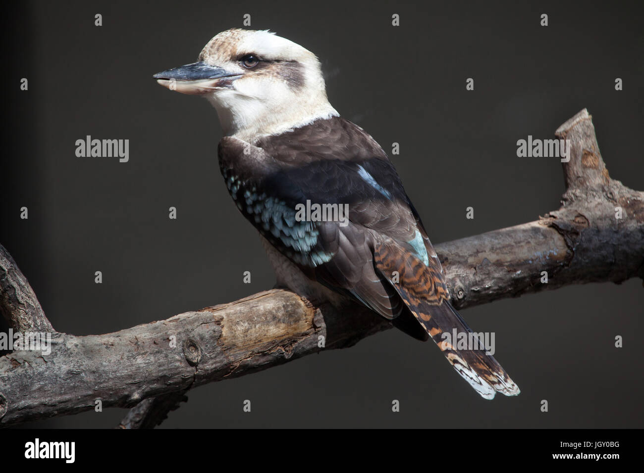 Lachende Kookaburra (Dacelo Novaeguineae). Tier, wildes Leben. Stockfoto