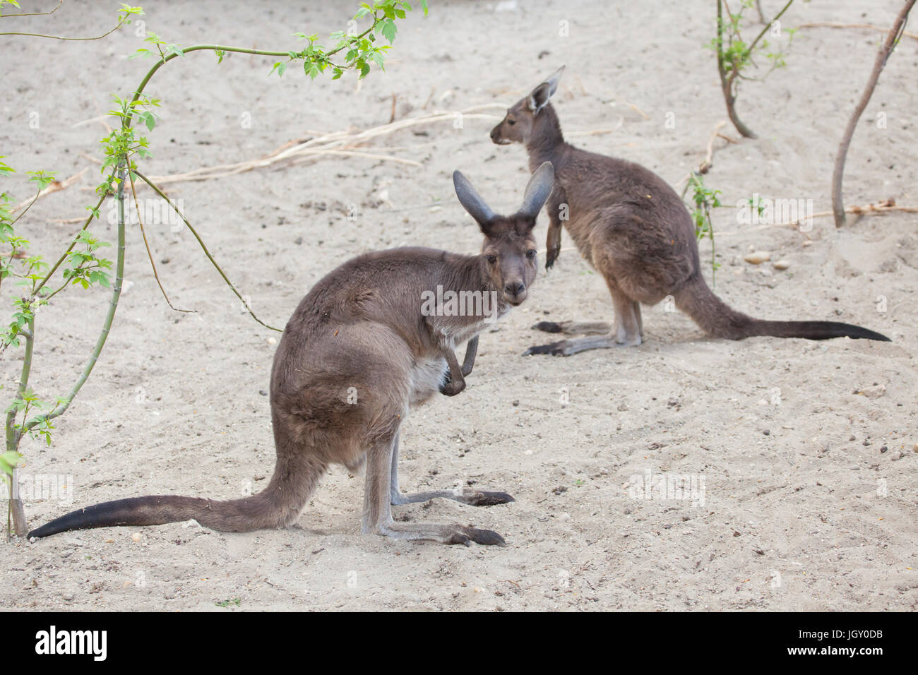 Festland westliche graue Känguru (Macropus Fuliginosus Melanops), auch bekannt als das Känguru schwarz konfrontiert. Stockfoto