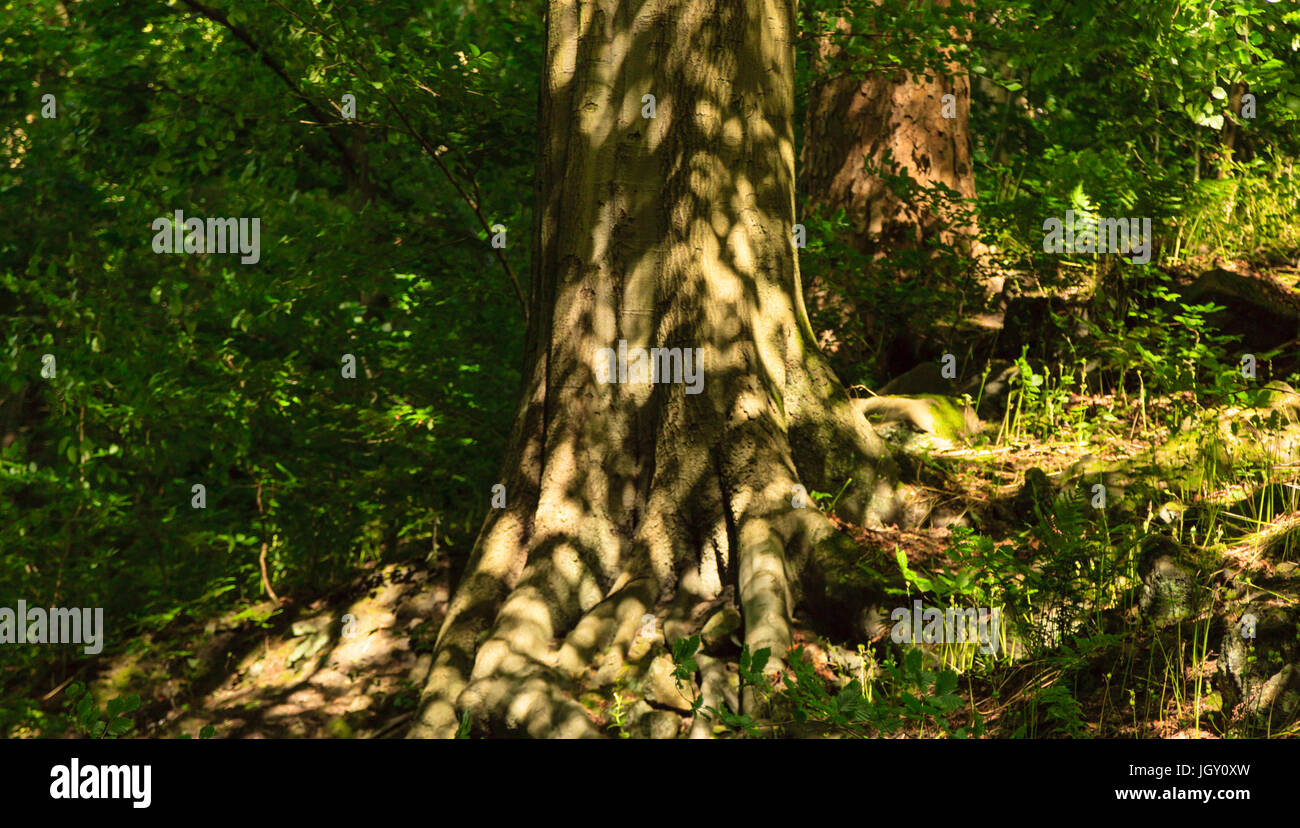 Sonne, Schecken Wurzeln eines Baumes im Wald Stockfoto
