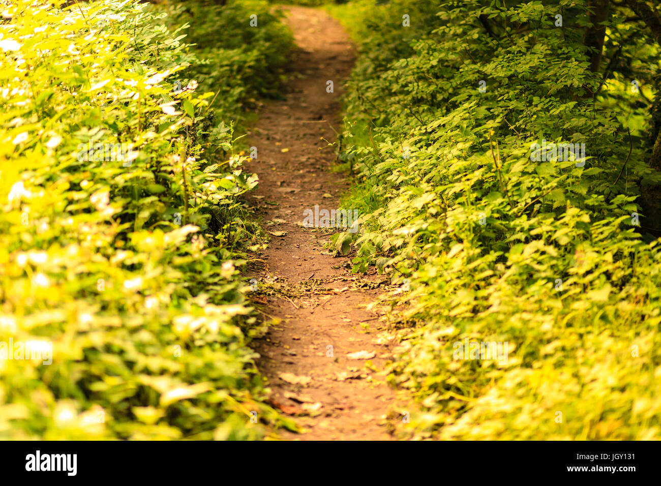 Einen Pfad durch den Wald in der Nähe von Hebden Bridge, West Yorkshire, Großbritannien Stockfoto