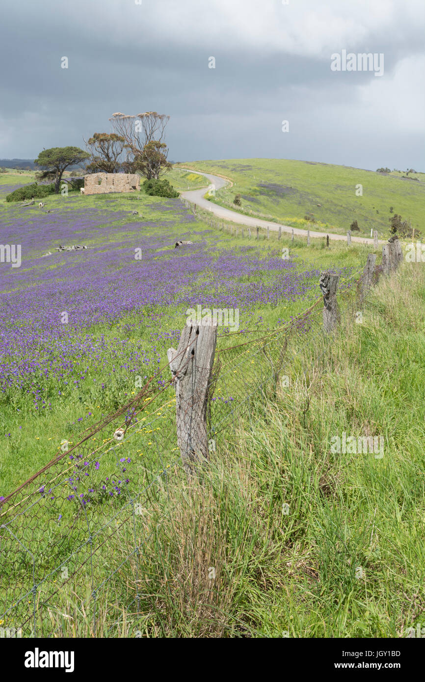 Sanfte Hügel und Felder des Heils Jane, Kühe und alten verfallenen Gehöft in zufällig am Straßenrand Ackerland in der Nähe von Myponga, auf der Fleurieu-Halbinsel, SA Stockfoto