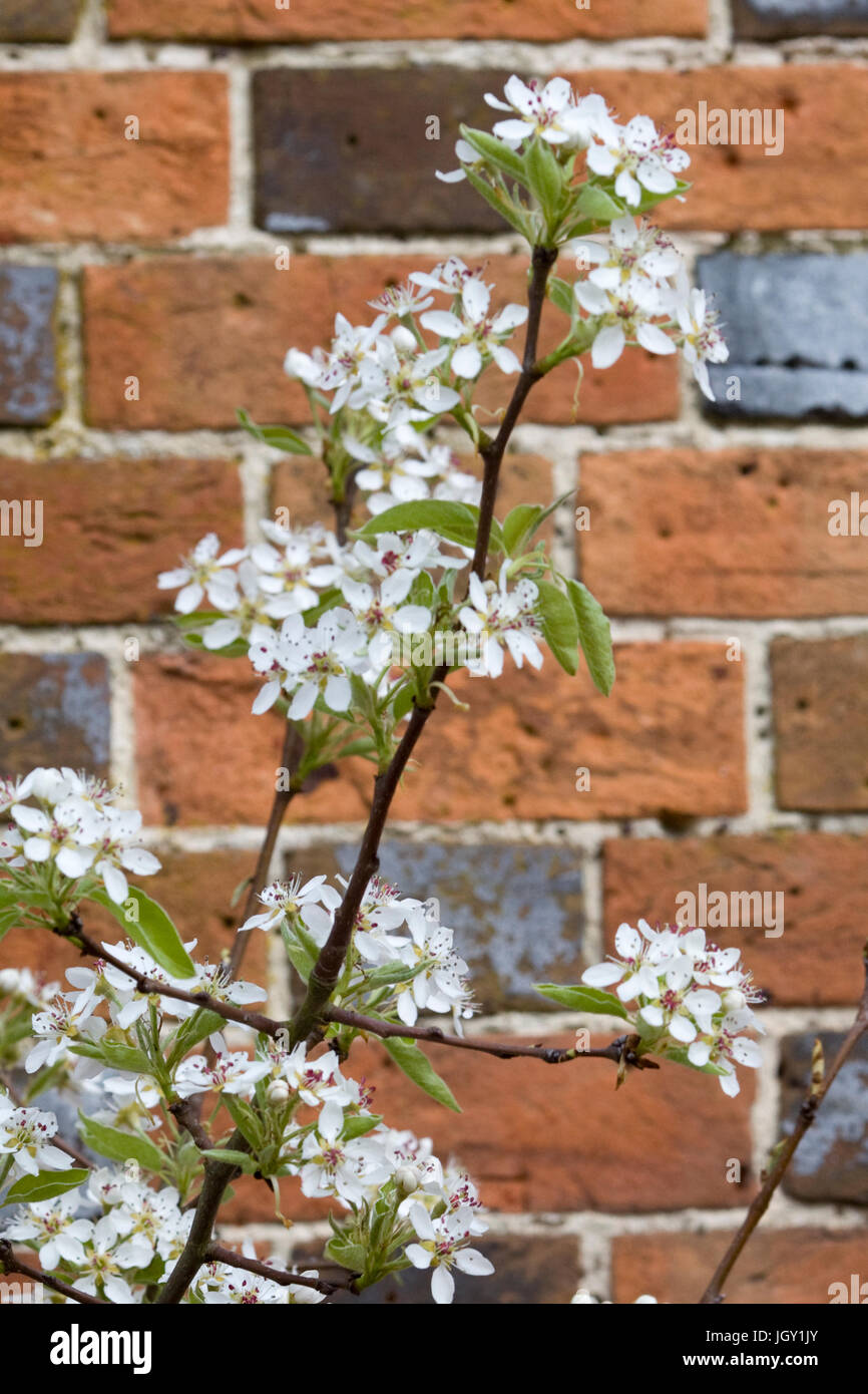 Weissdorn Blüte neben einer roten Backsteinmauer Stockfoto