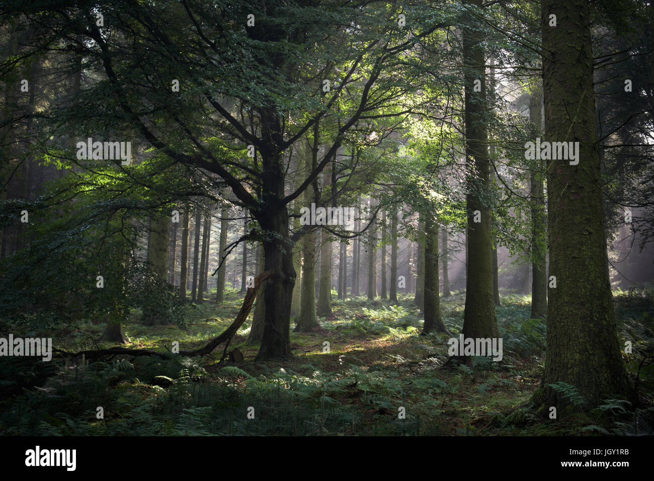 Wald, Beacon Edge, Penrith, Lake District, Großbritannien Stockfoto