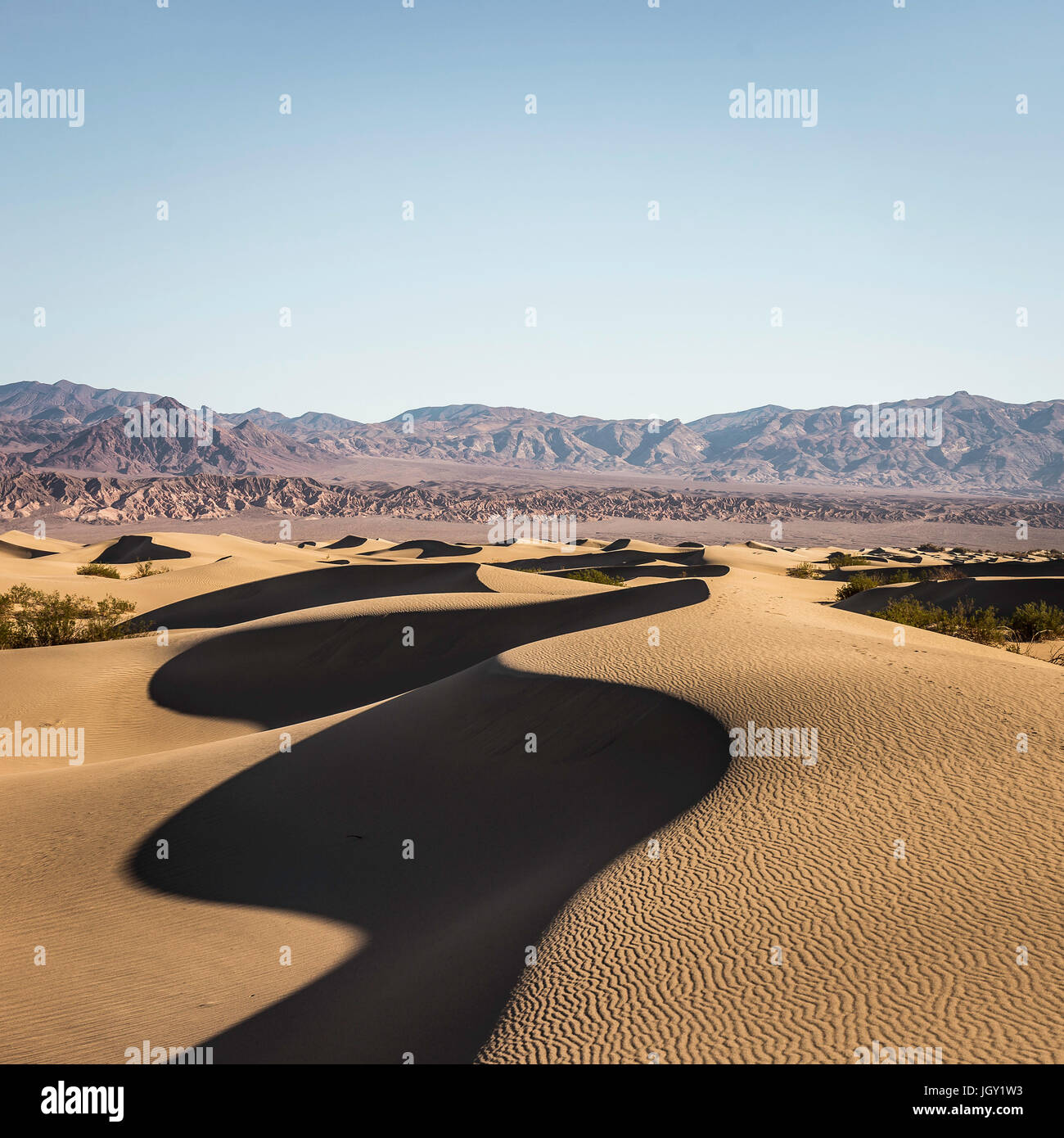 Schattierte Mesquite flache Sanddünen im Death Valley Nationalpark, Kalifornien, USA Stockfoto