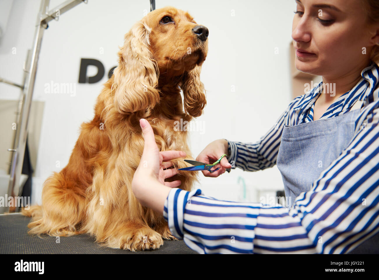 Weibliche Hundefriseur trimmen Cockerspaniel im Hundesalon