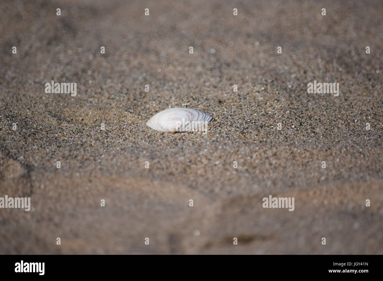 Schale auf sand Stockfoto