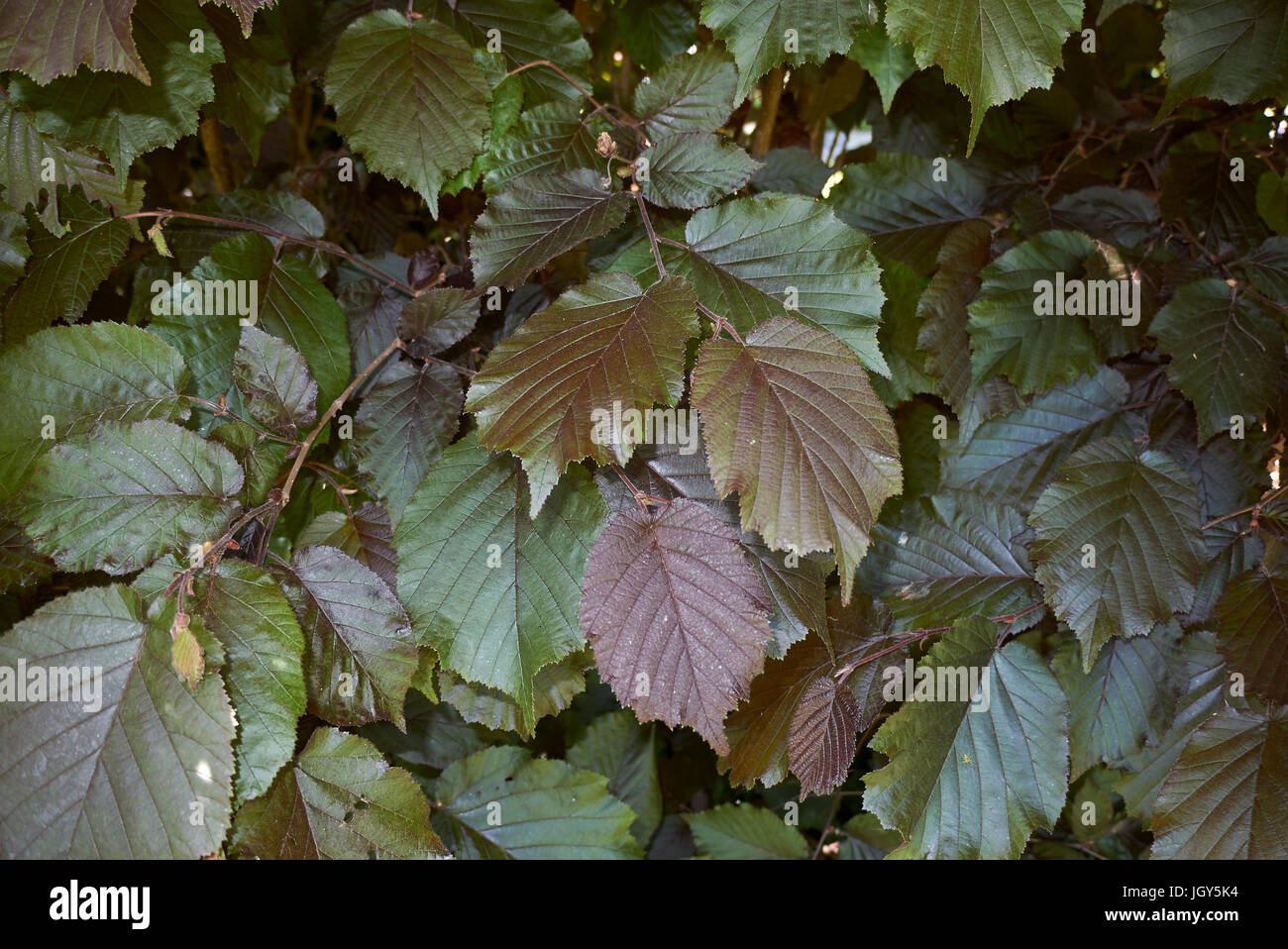 Corylus maxima Stockfoto